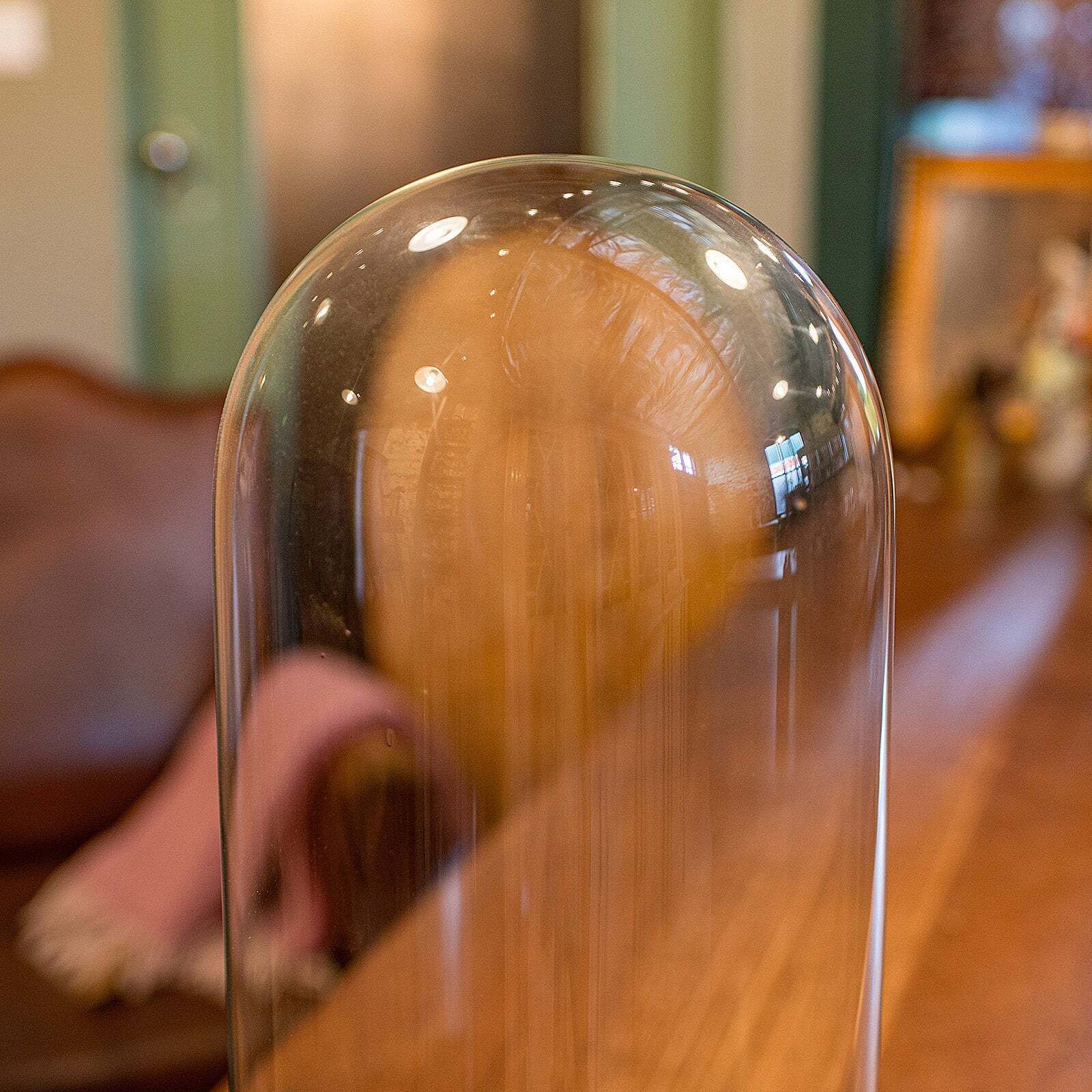 Tall Antique Taxidermy Dome, English, Glass, Collector’s Display, Late Victorian photo 690.0