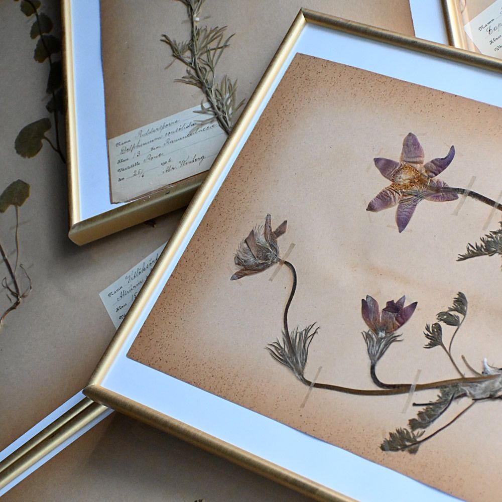 Six Early 20th Century Pressed Botanic Samples Signed And Dated Flowers Circa 1906 photo furniture