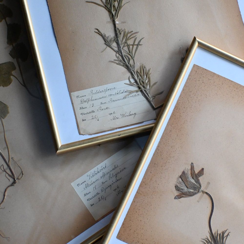 Six Early 20th Century Pressed Botanic Samples Signed And Dated Flowers Circa 1906 photo vinterior