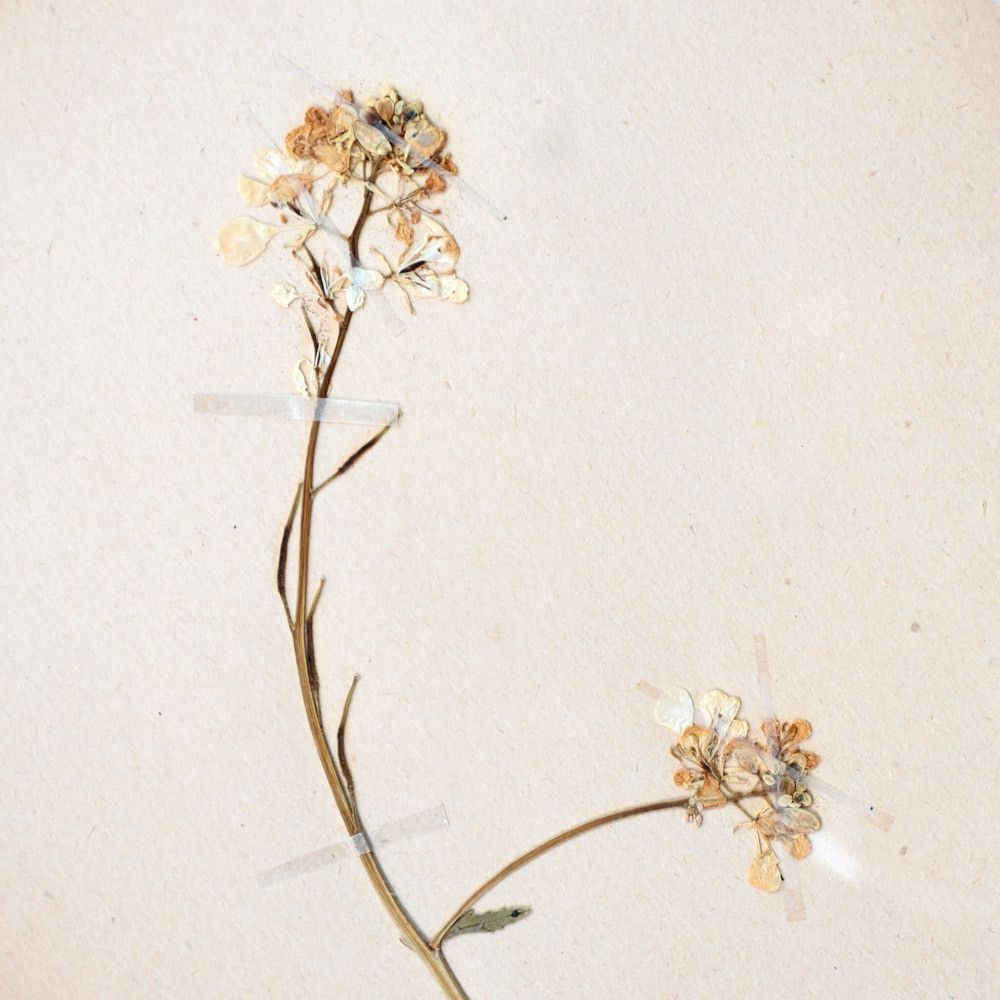 Art Six Early 20th Century Pressed Botanic Samples Signed And Dated Flowers Circa 1906 photo