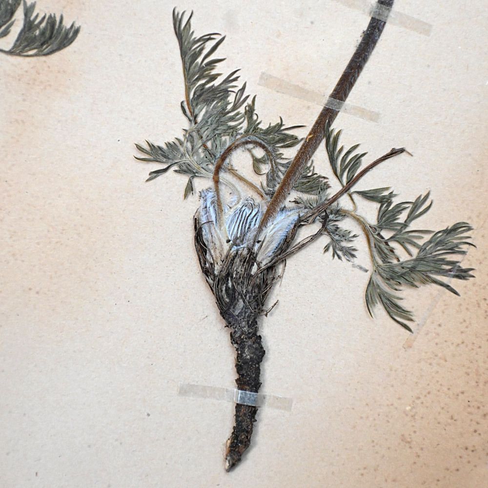 834.0 Six Early 20th Century Pressed Botanic Samples Signed And Dated Flowers Circa 1906 photo
