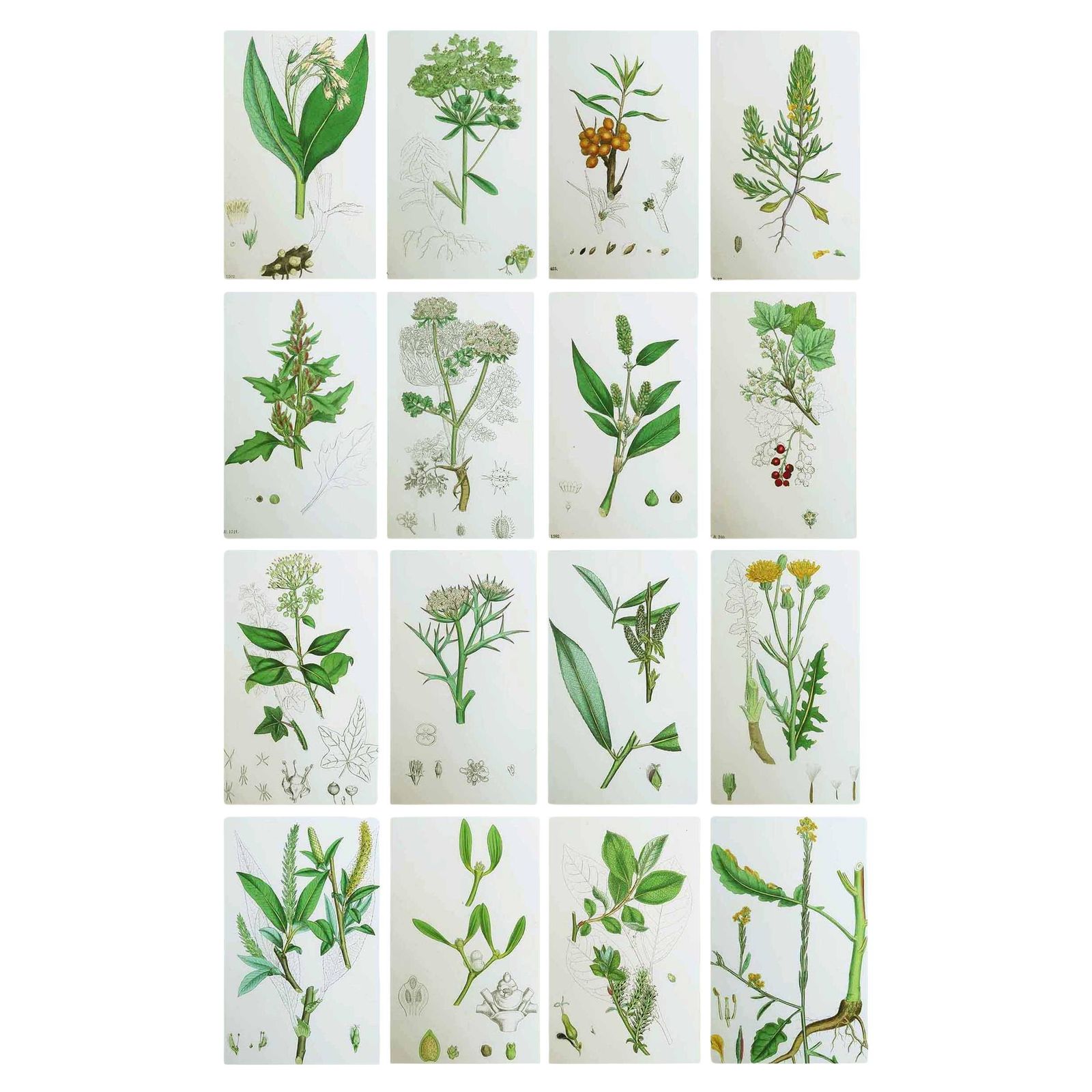 Set Of 16 Original Antique Botanical Prints, Circa 1850