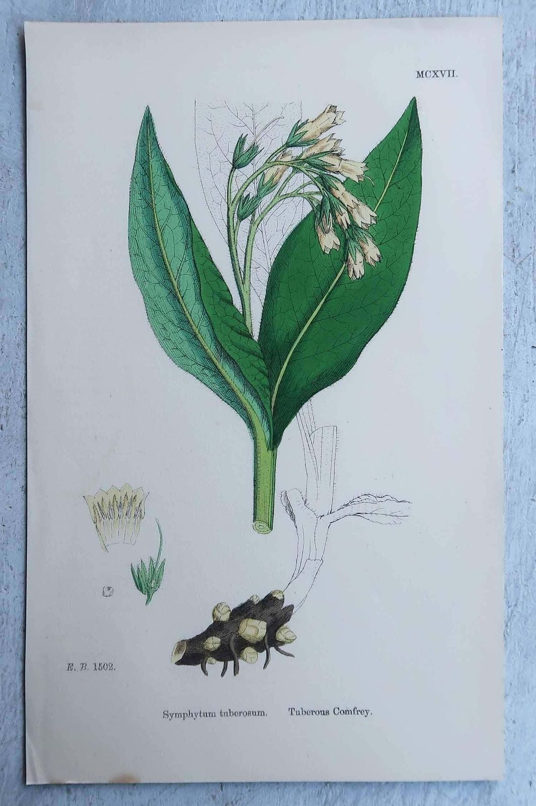 Set Of 16 Original Antique Botanical Prints, Circa 1850 photo furniture