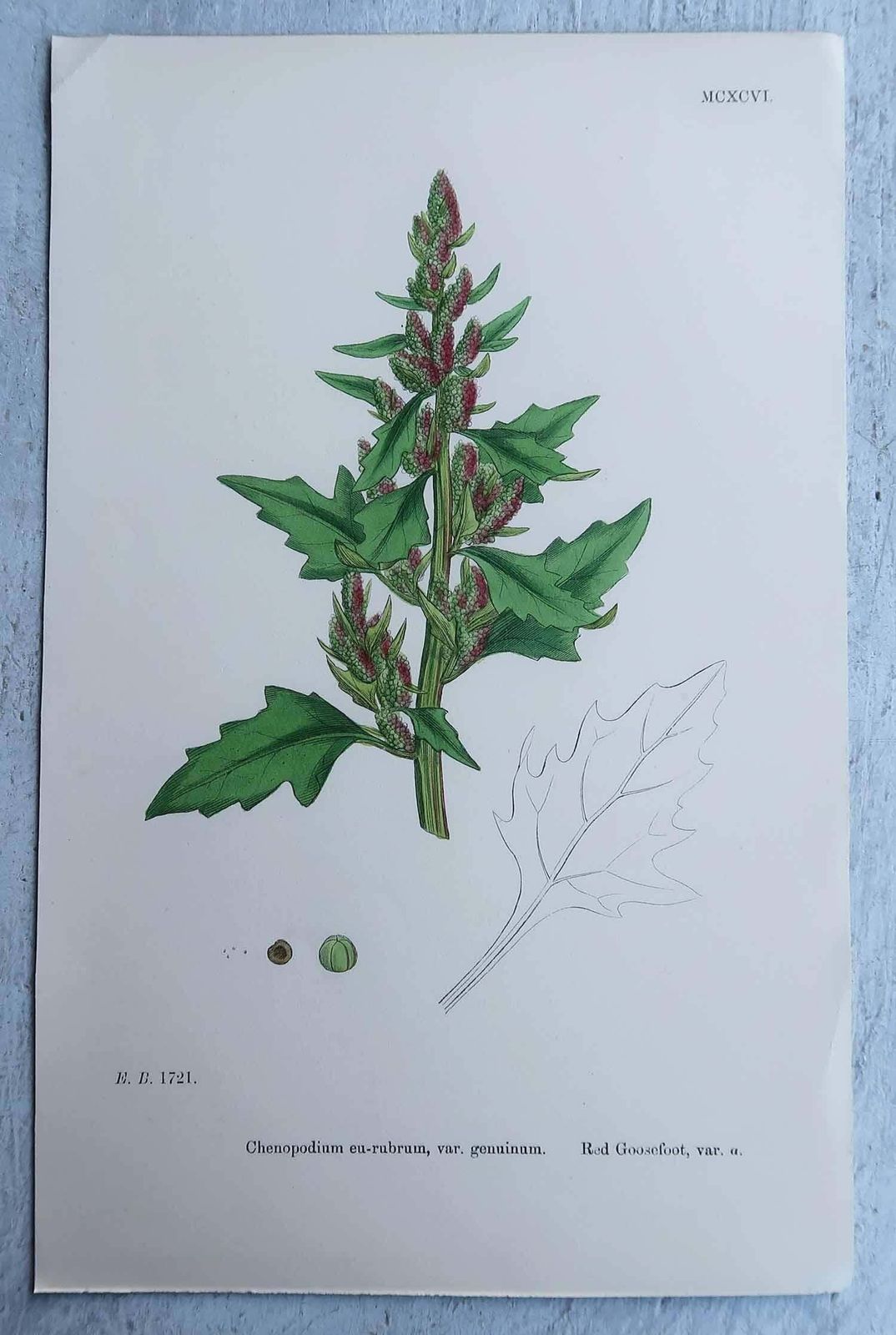 325.0 Set Of 16 Original Antique Botanical Prints, Circa 1850 photo