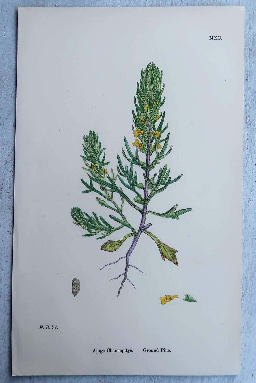 photo vinterior Set Of 16 Original Antique Botanical Prints, Circa 1850