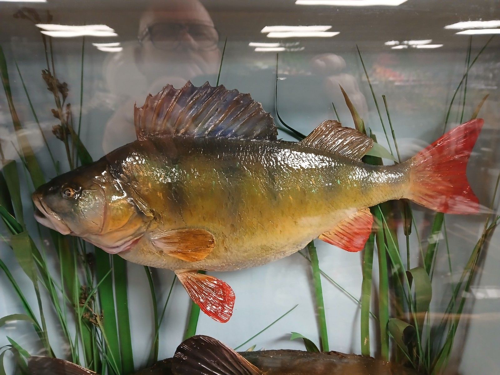 Refurbish Freshwater Perch & Tench Taxidermy In Box Fronted Case photo for sale