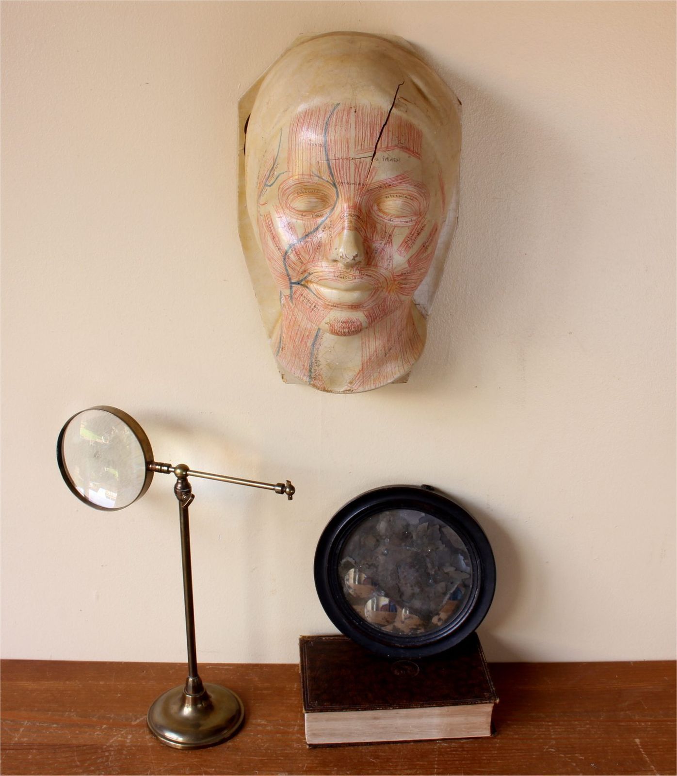 Art Deco French Anatomical Face Model. Study Mask. Muscles & Veins. photo furniture