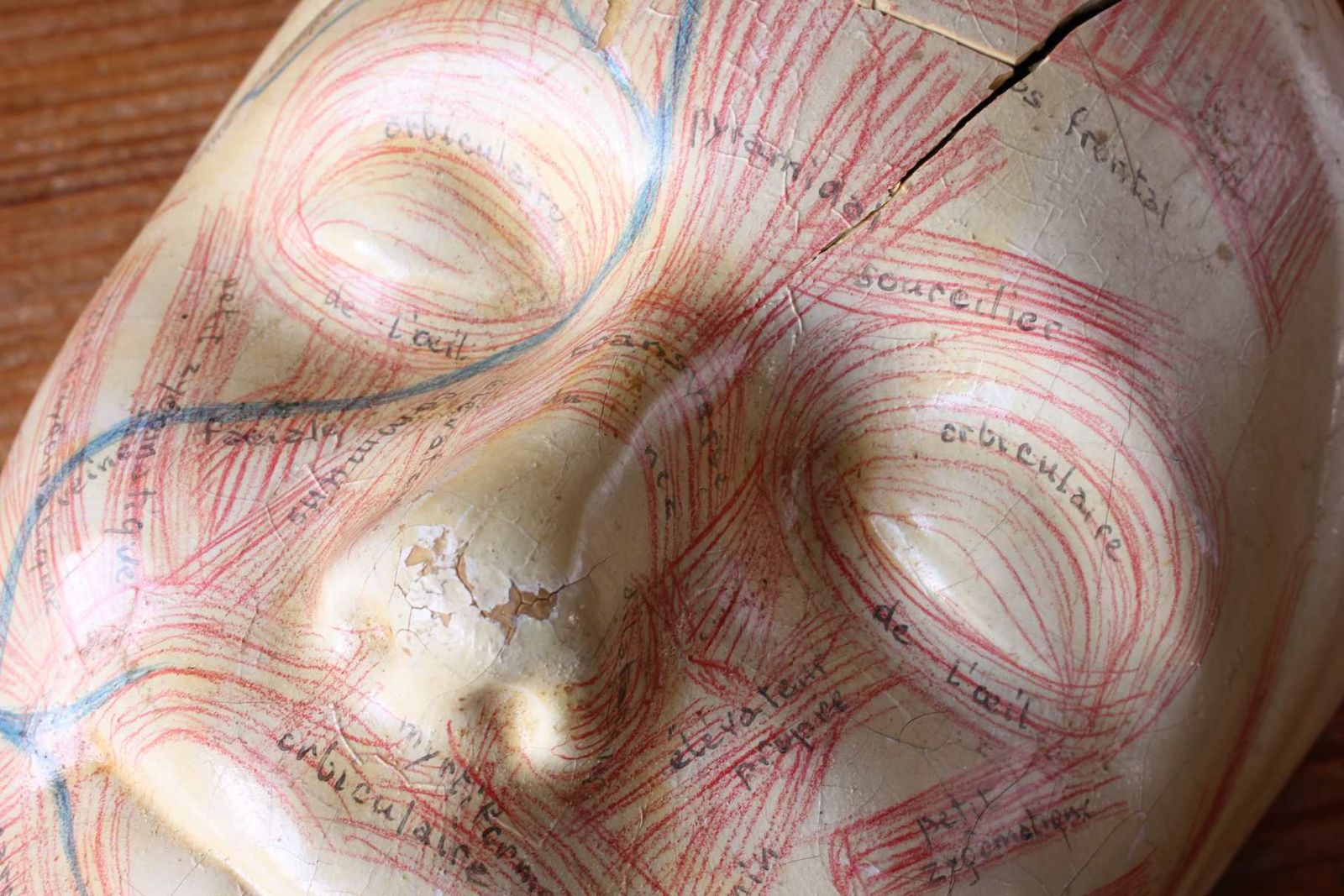 Art Deco French Anatomical Face Model. Study Mask. Muscles & Veins. photo Art