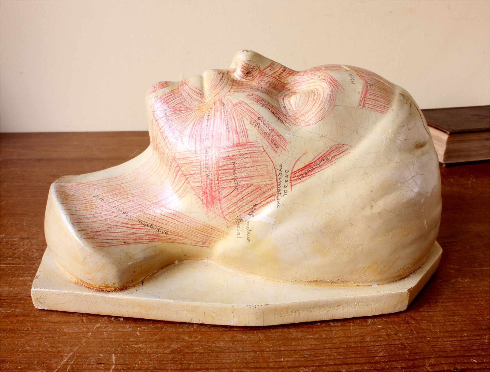 Art Deco French Anatomical Face Model. Study Mask. Muscles & Veins. photo 310.0