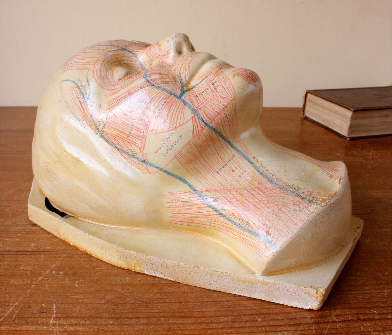 Art Deco French Anatomical Face Model. Study Mask. Muscles & Veins. photo vinterior