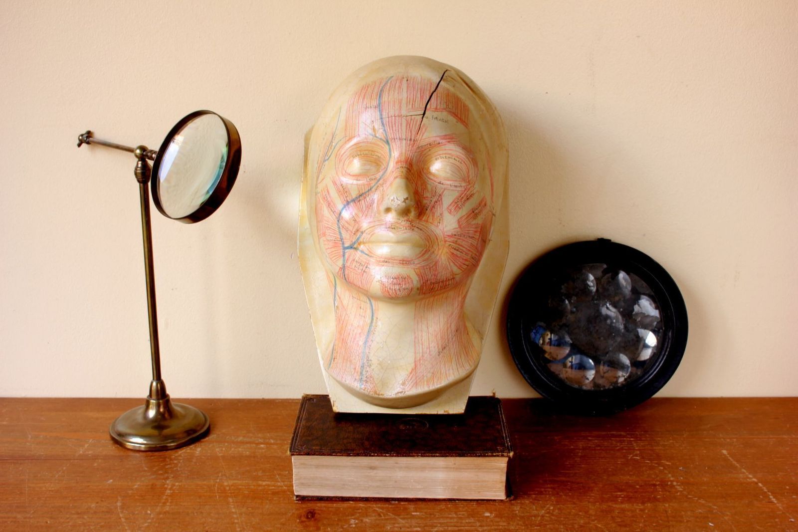Art Deco French Anatomical Face Model. Study Mask. Muscles & Veins. photo vintage