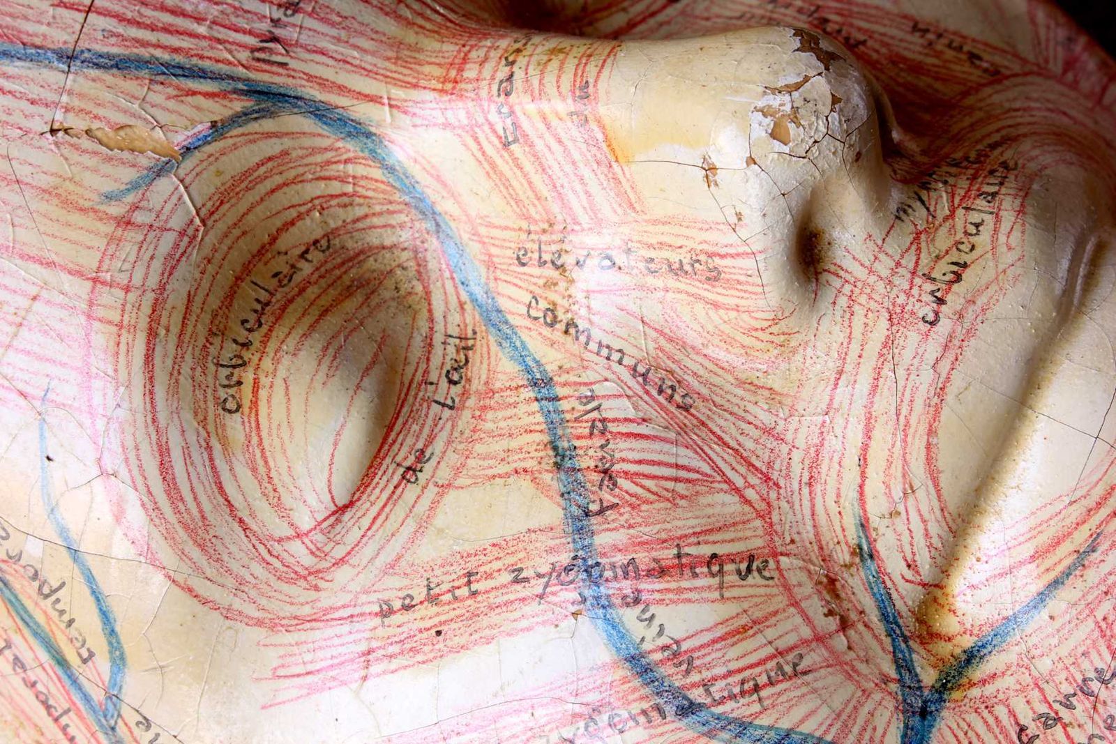photo for sale Art Deco French Anatomical Face Model. Study Mask. Muscles & Veins.