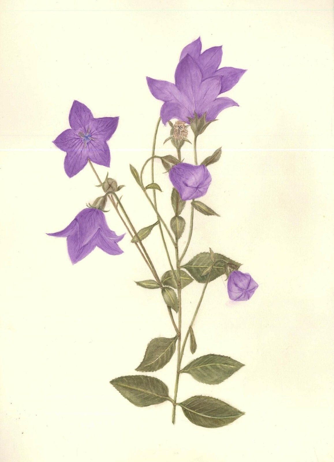 Kathleen Moyra Bellis 20th Century Watercolour, Platycodon Grandiflorus photo furniture