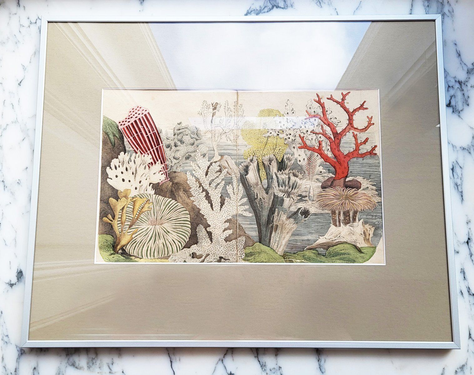 photo furniture Antique Zoological Print With Coral & Anemones, 19th Century