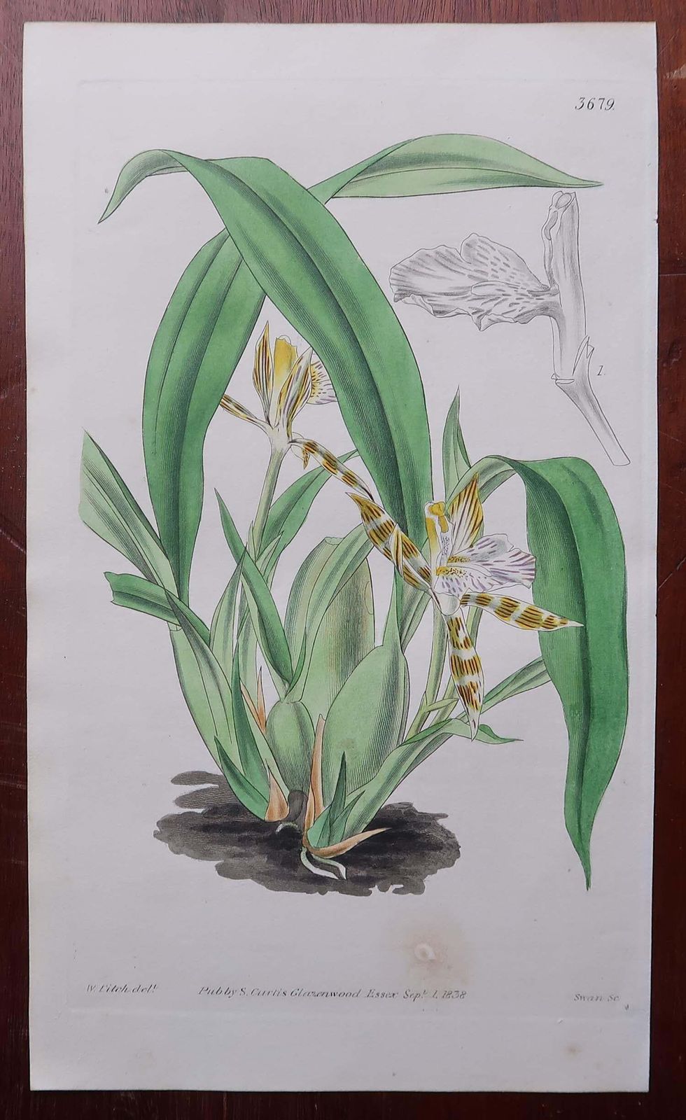 photo vinterior Set Of 12 Original Antique Botanical Prints  Orchids. Curtis. Dated 1837