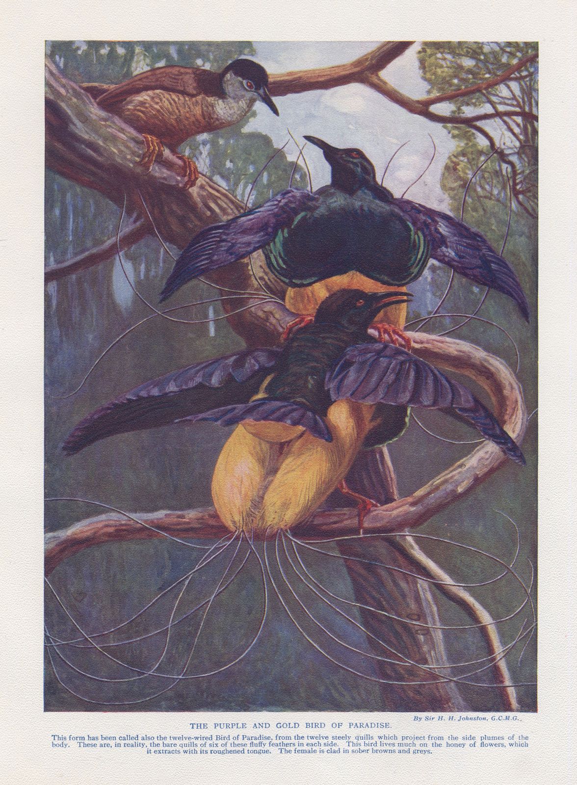 The Purple And Gold Bird Of Paradise’, Framed 1912 Chromolithograph photo furniture