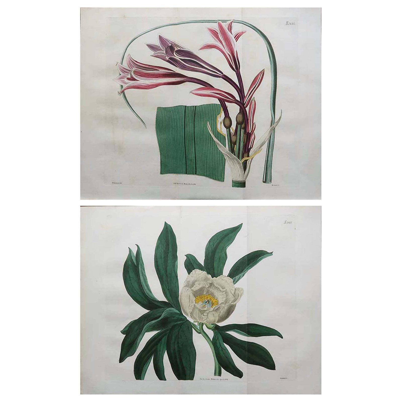 Pair Of Large Scale Original Antique Botanical Prints. Curtis. Dated 1826