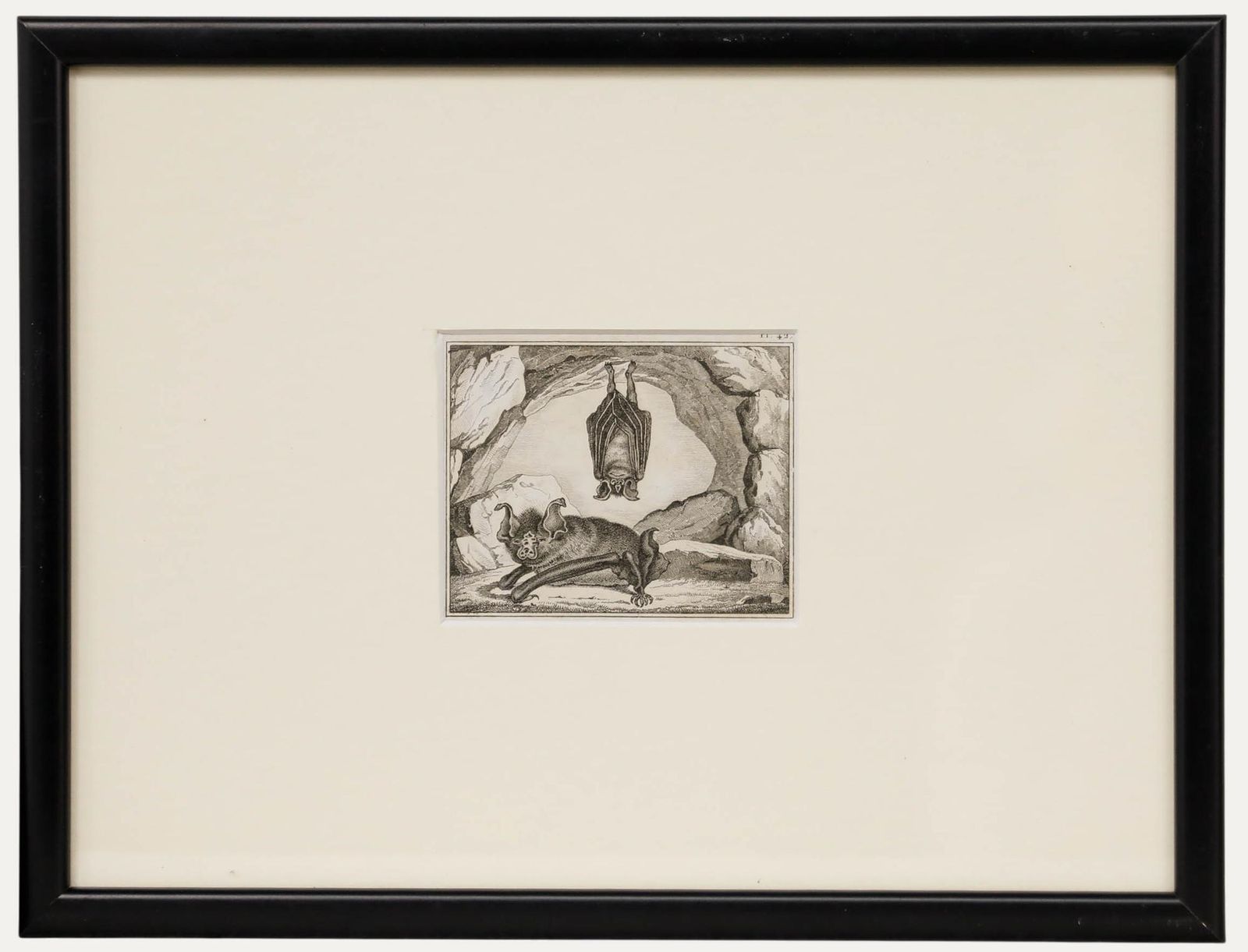 Georges Cuvier (1769 1832) Early 19th Century Engraving, A Pair Of Bats