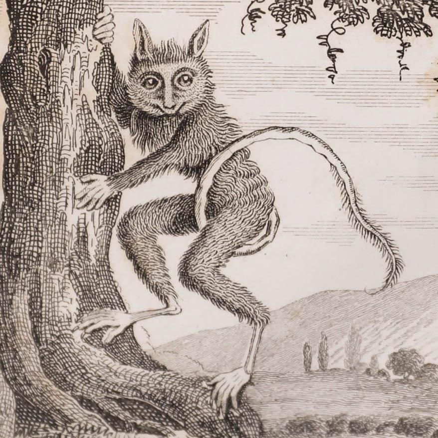 Georges Cuvier (1769 1832) Early 19th Century Engraving, Tarsier photo Art