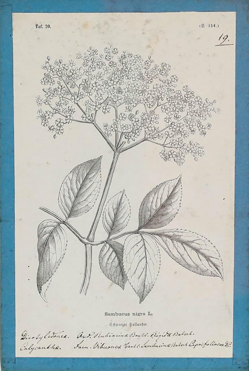 Native Flora Of Europe Framed 19th Century Lithograph, Sambucus Nigra photo furniture
