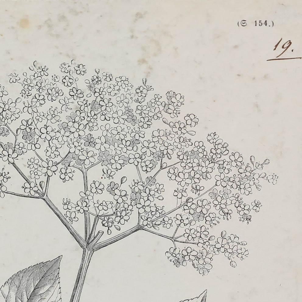 Native Flora Of Europe Framed 19th Century Lithograph, Sambucus Nigra photo Art
