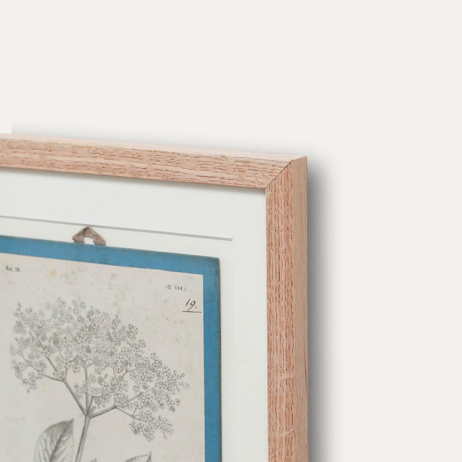 Native Flora Of Europe Framed 19th Century Lithograph, Sambucus Nigra photo vinterior
