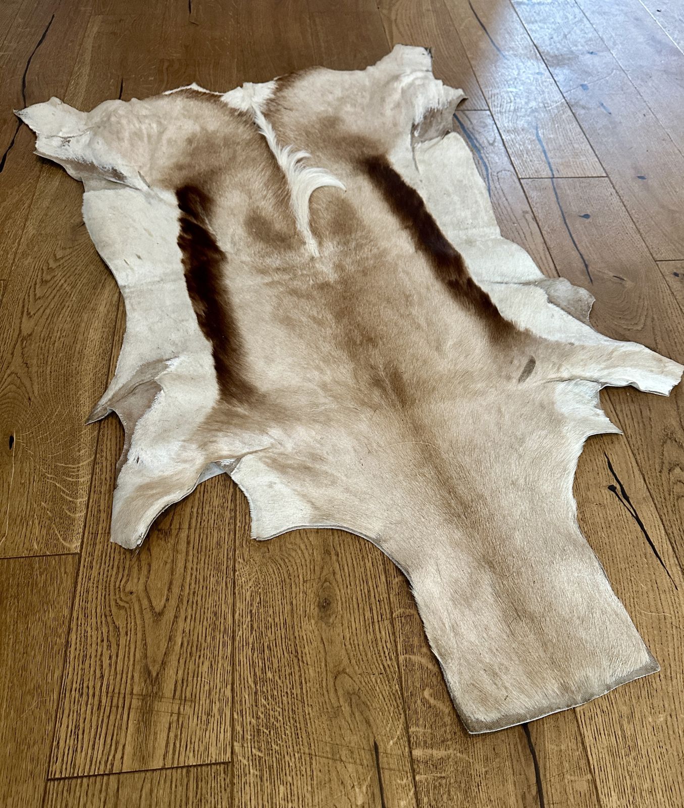 Springbok Hide Fur Rug Christmas Decoration 100cm X 70cm South African photo for sale