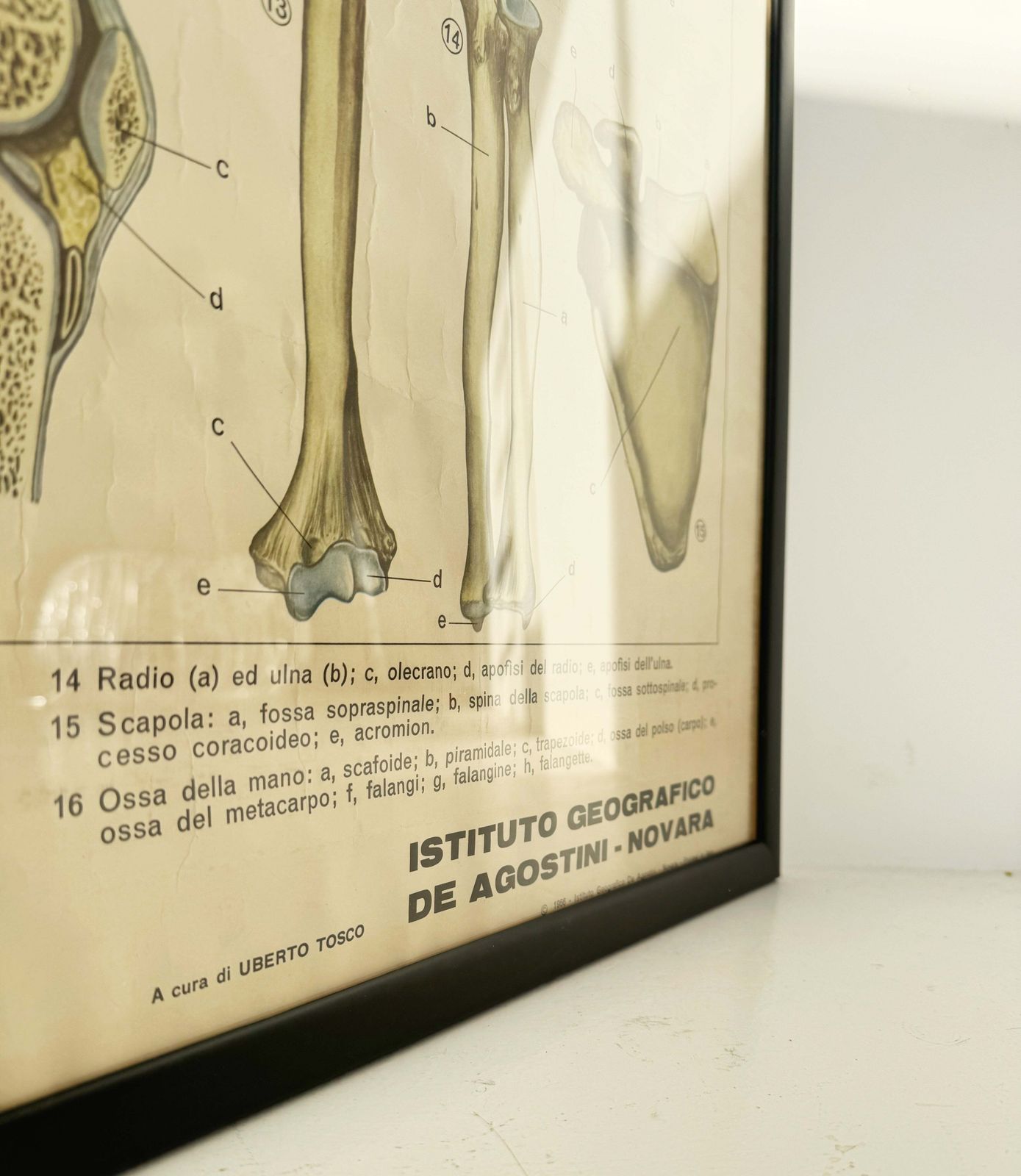 Vintage Anatomical Poster – “The Skeletal System (Osseous System)” – De Agostini Geographic Institute, Novara photo Art