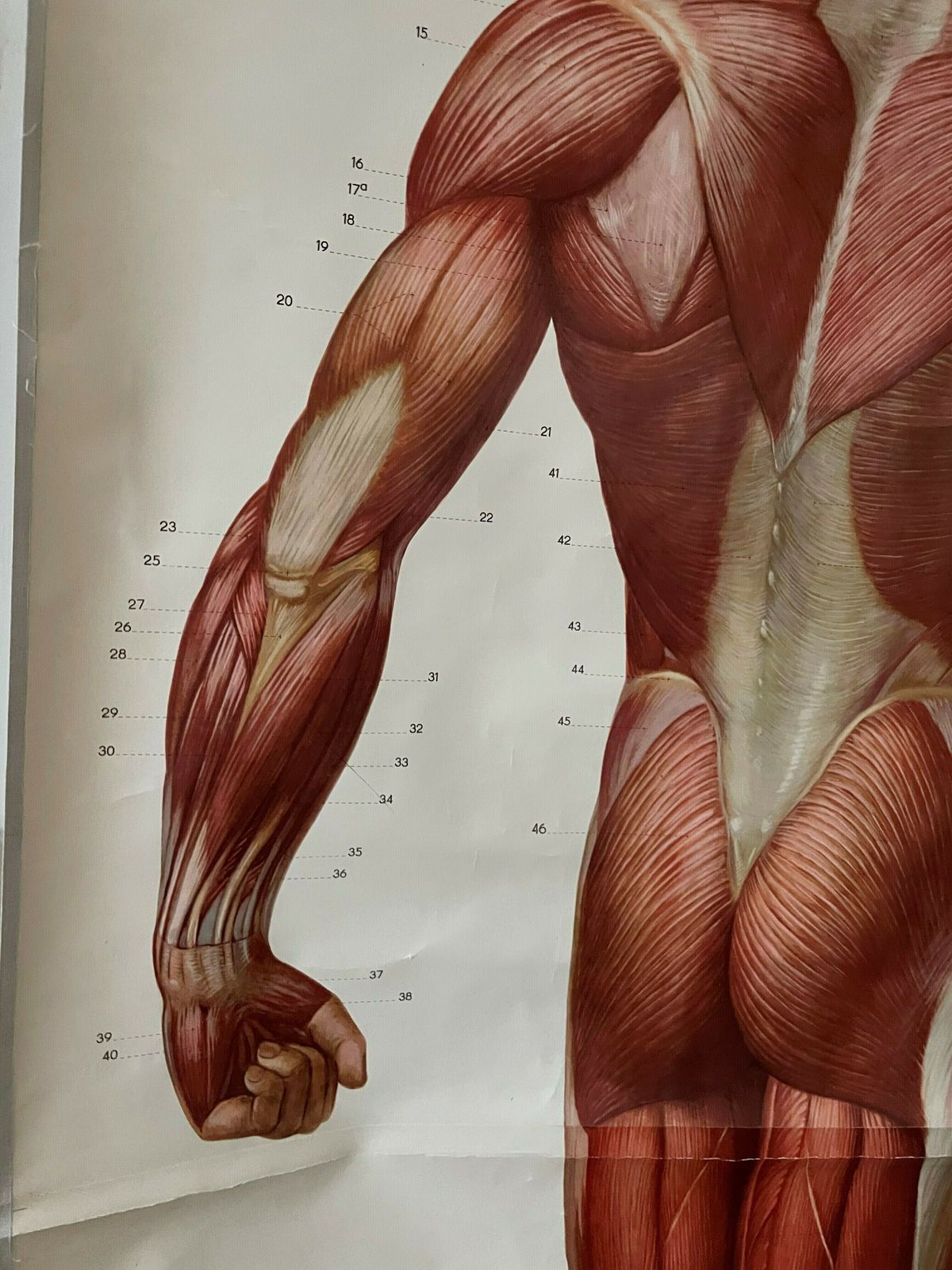 Anatomical Poster Of The Human Body photo furniture