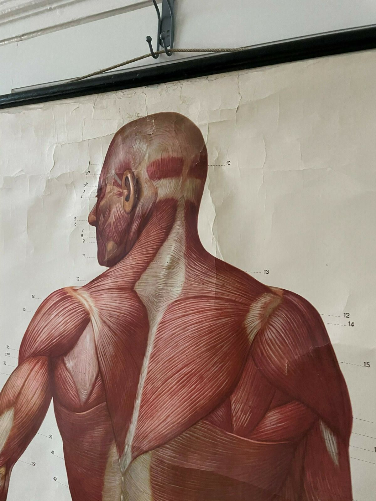 Anatomical Poster Of The Human Body photo for sale