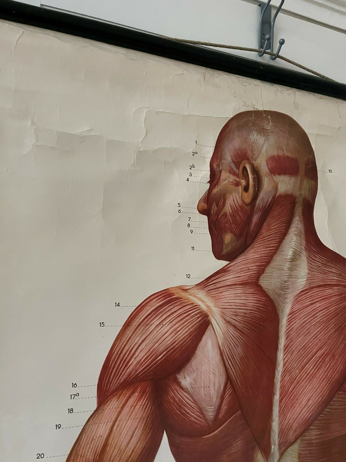 Anatomical Poster Of The Human Body photo Art
