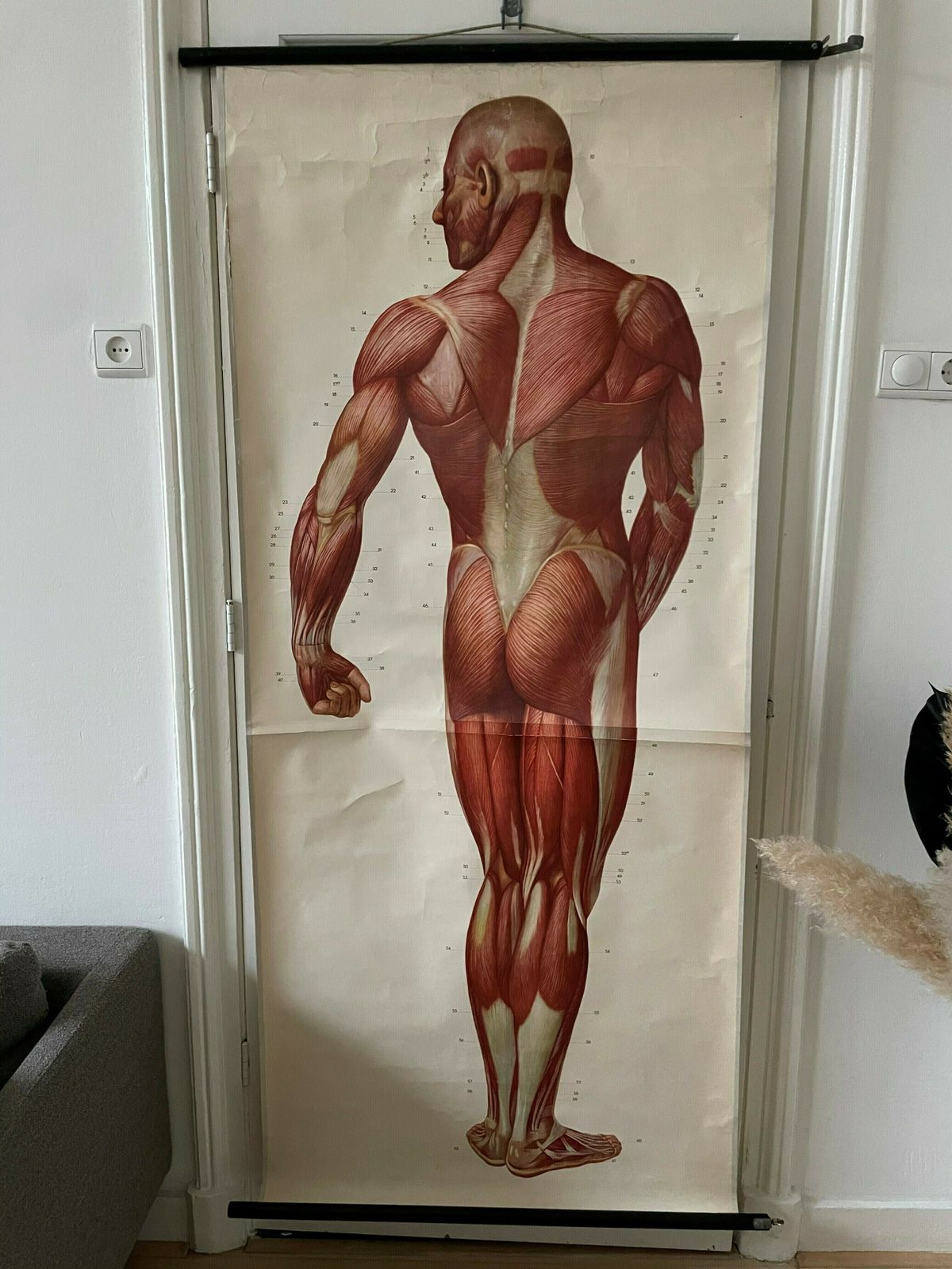 Anatomical Poster Of The Human Body