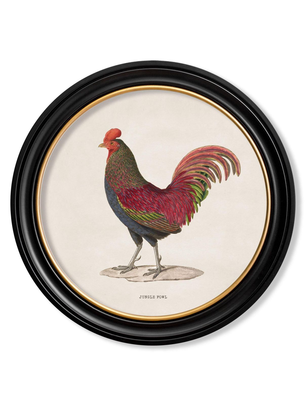 Set Of Two Junglefowl Prints In Round Frames From French Originals Ca 1838, New photo for sale