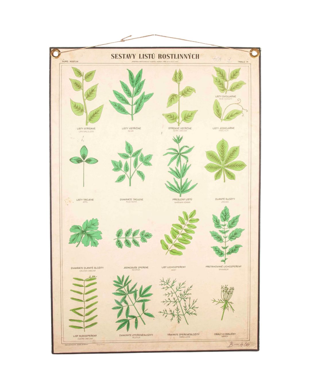 Early 20th Century Educational Chart – Rigid Chart Plants