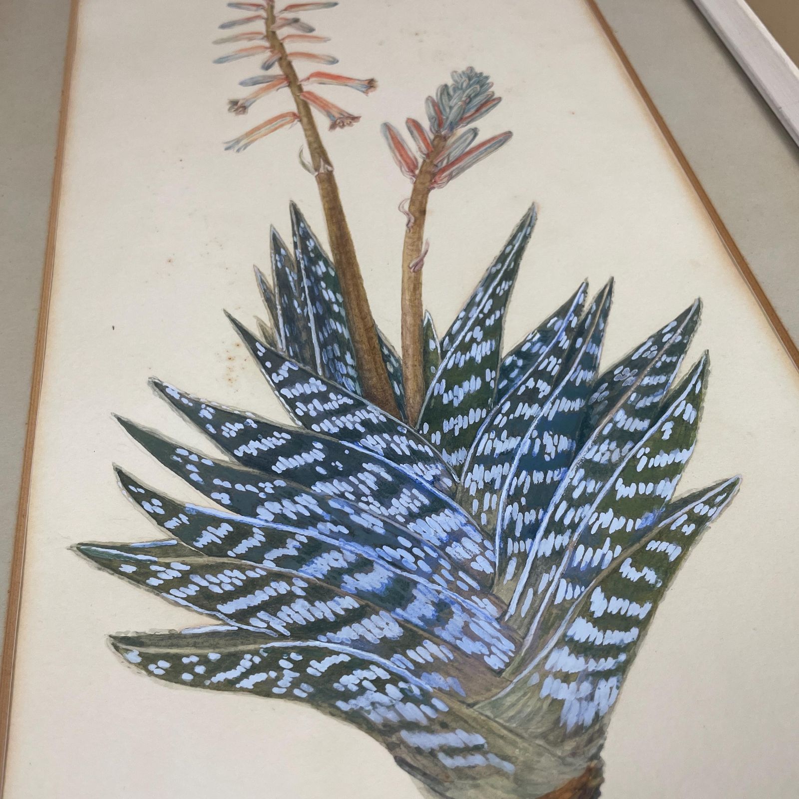 Botanical Aloe Watercolour Painting Vintage Signed J Adams 1974 Framed Wall Art Plant Artwork Nature Illustration Partridge Breasted Aloe photo 79.0