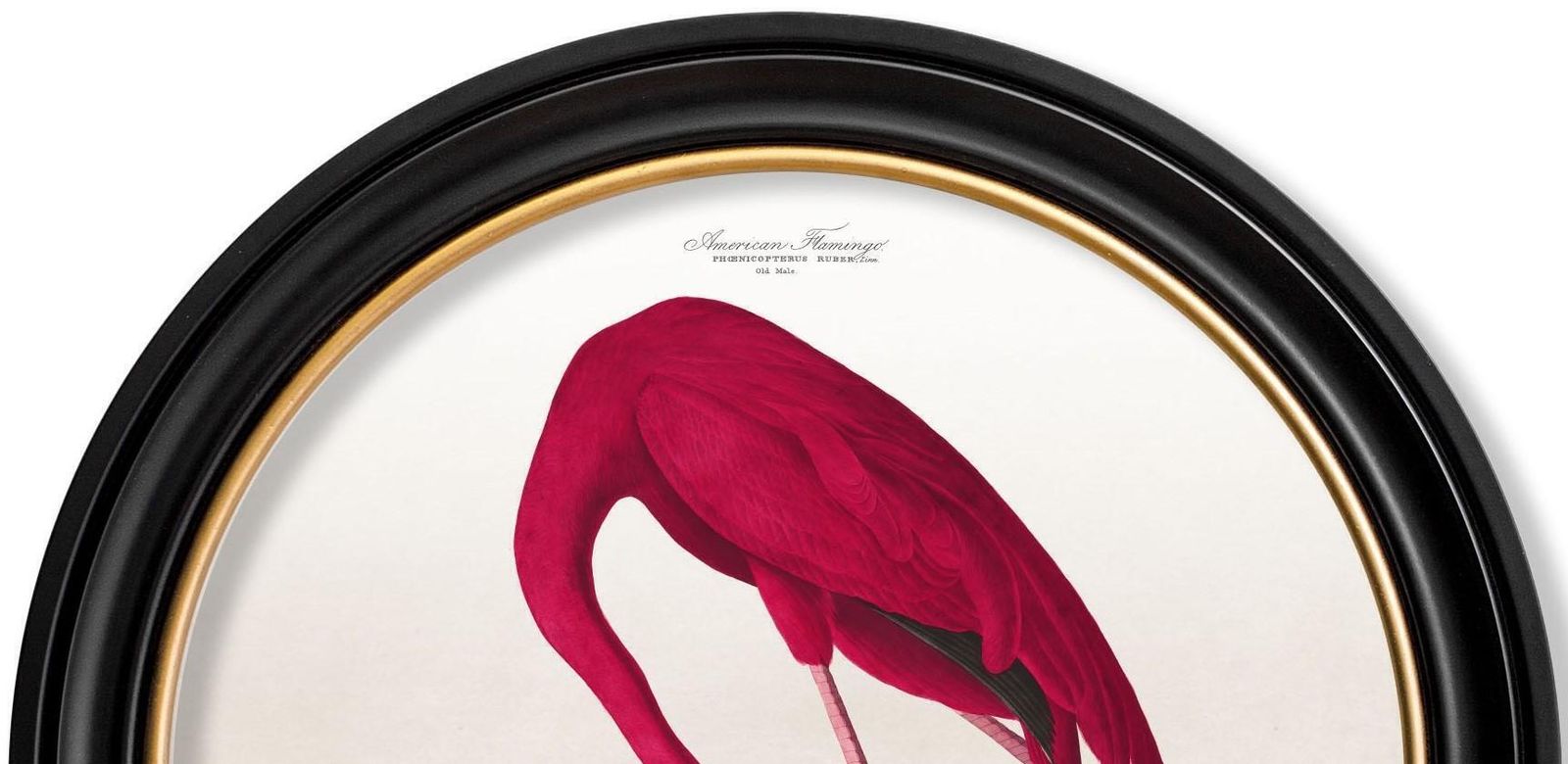 Flamingo Print From Audubon's Birds Of America C1838 In Round Frame, New photo vinterior