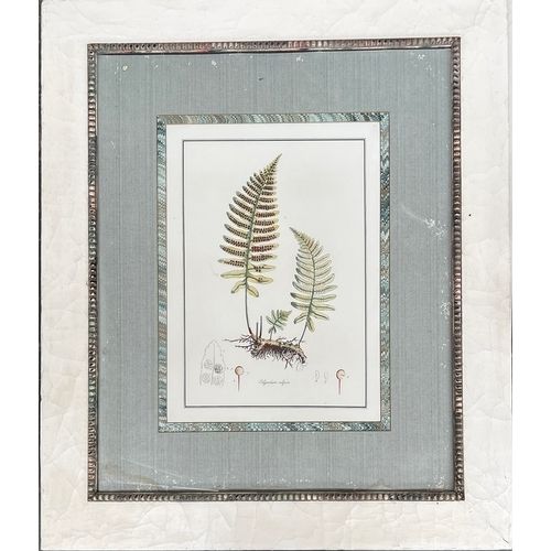 Pair Of Large Botanical Fern Prints – Osmunda Spicant & Polypodium Vulgaris. 99x84cm Each photo for sale