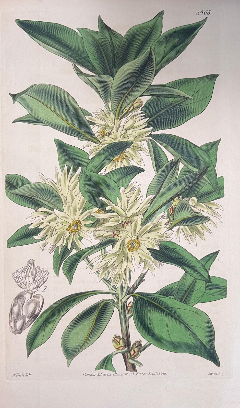 Unknownset Of Six Fine Antique British Hand Coloured Botanical Prints, Circa 1900'searly Mid 19th Century photo for sale
