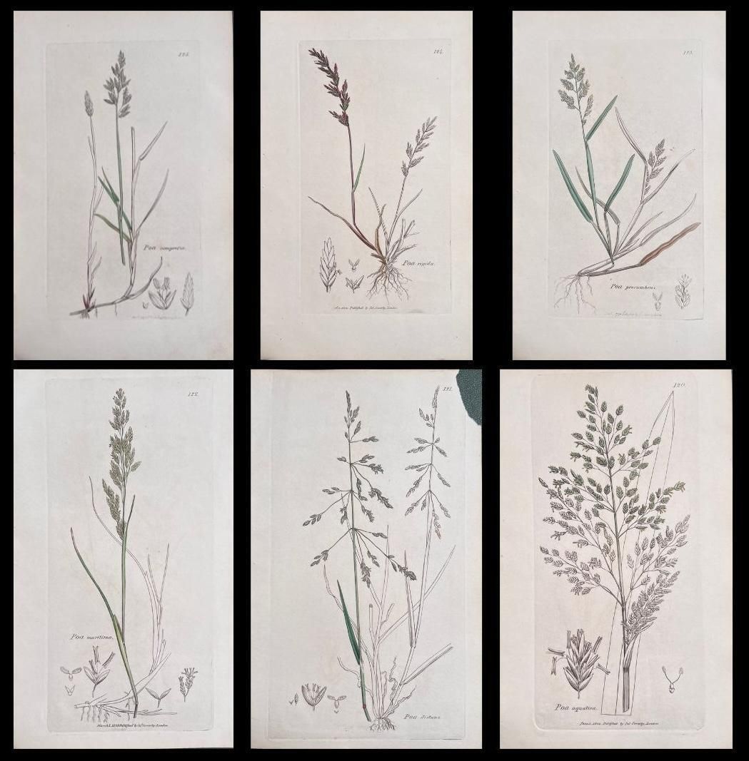 Unknownset Of Six Fine Antique British Hand Coloured Botanical Prints, Circa 1900'searly Mid 19th Century