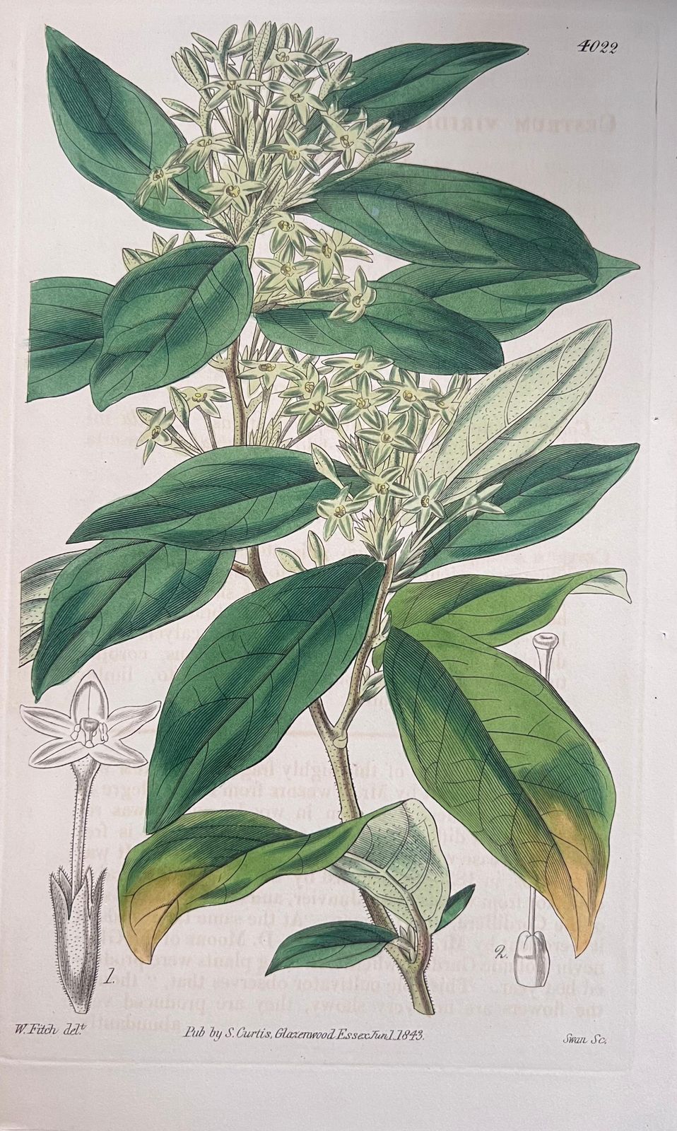 Unknownset Of Six Fine Antique British Hand Coloured Botanical Prints, Circa 1900'searly Mid 19th Century photo Art