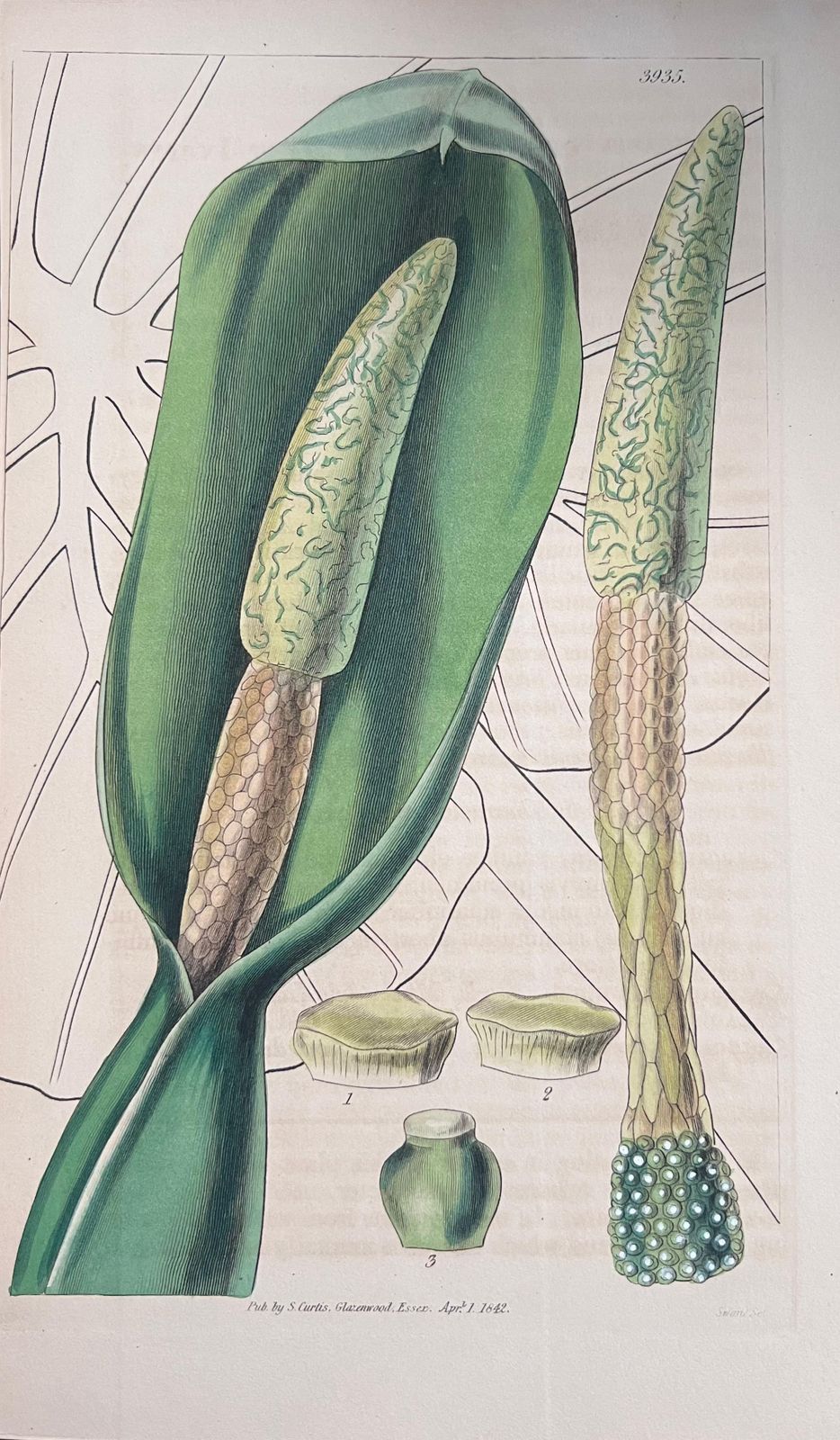 Unknownset Of Six Fine Antique British Hand Coloured Botanical Prints, Circa 1900'searly Mid 19th Century photo vinterior
