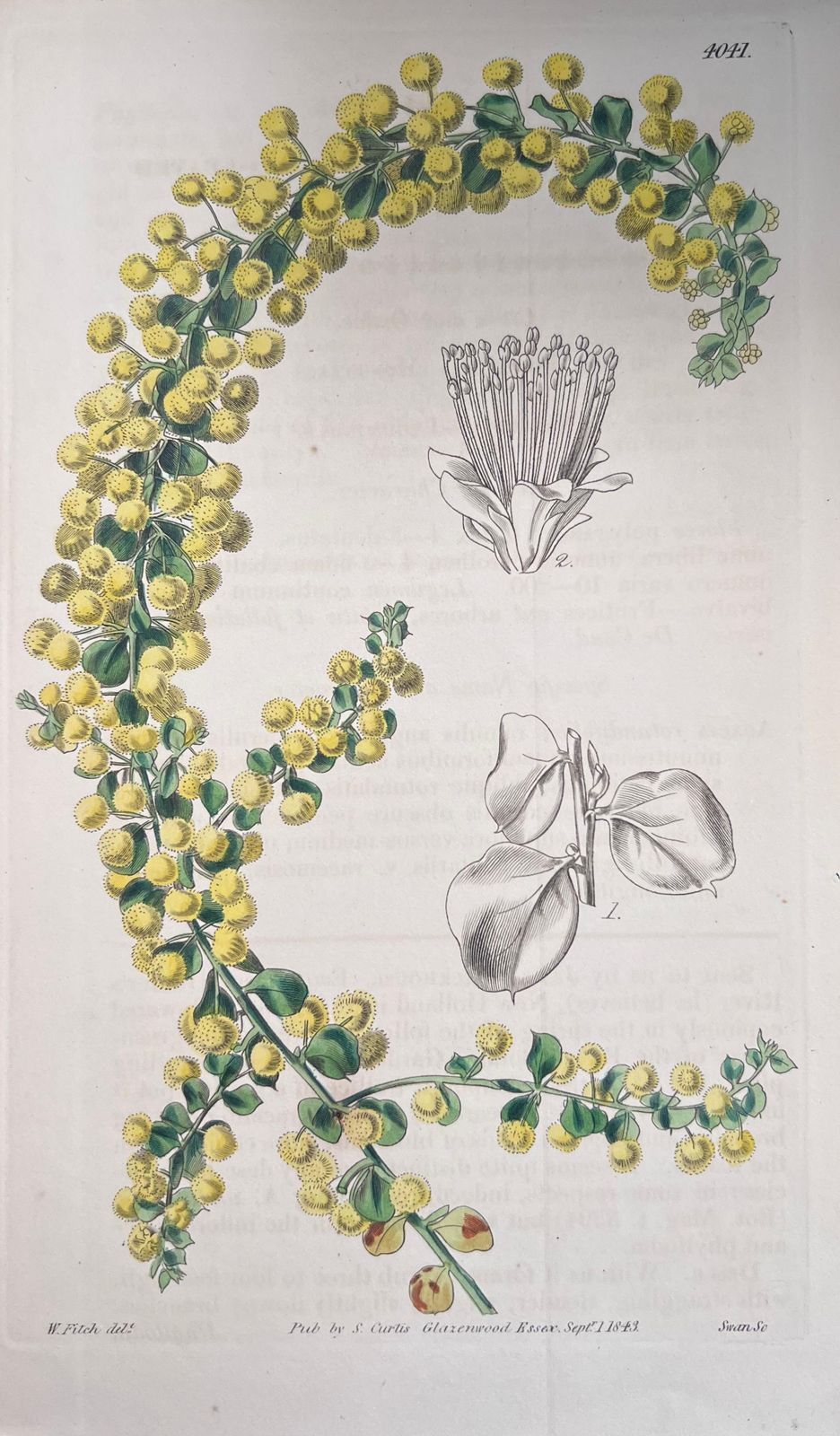 Unknownset Of Six Fine Antique British Hand Coloured Botanical Prints, Circa 1900'searly Mid 19th Century photo buy