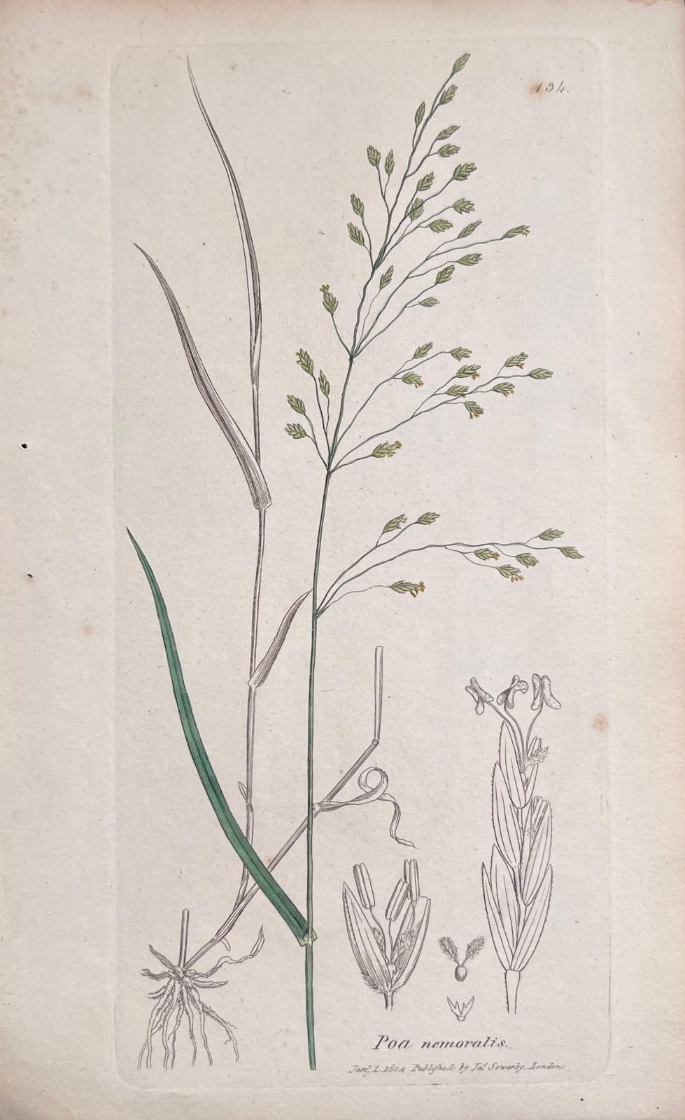 Unknownset Of Six Fine Antique British Hand Coloured Botanical Prints, Circa 1900'searly Mid 19th Century photo Art