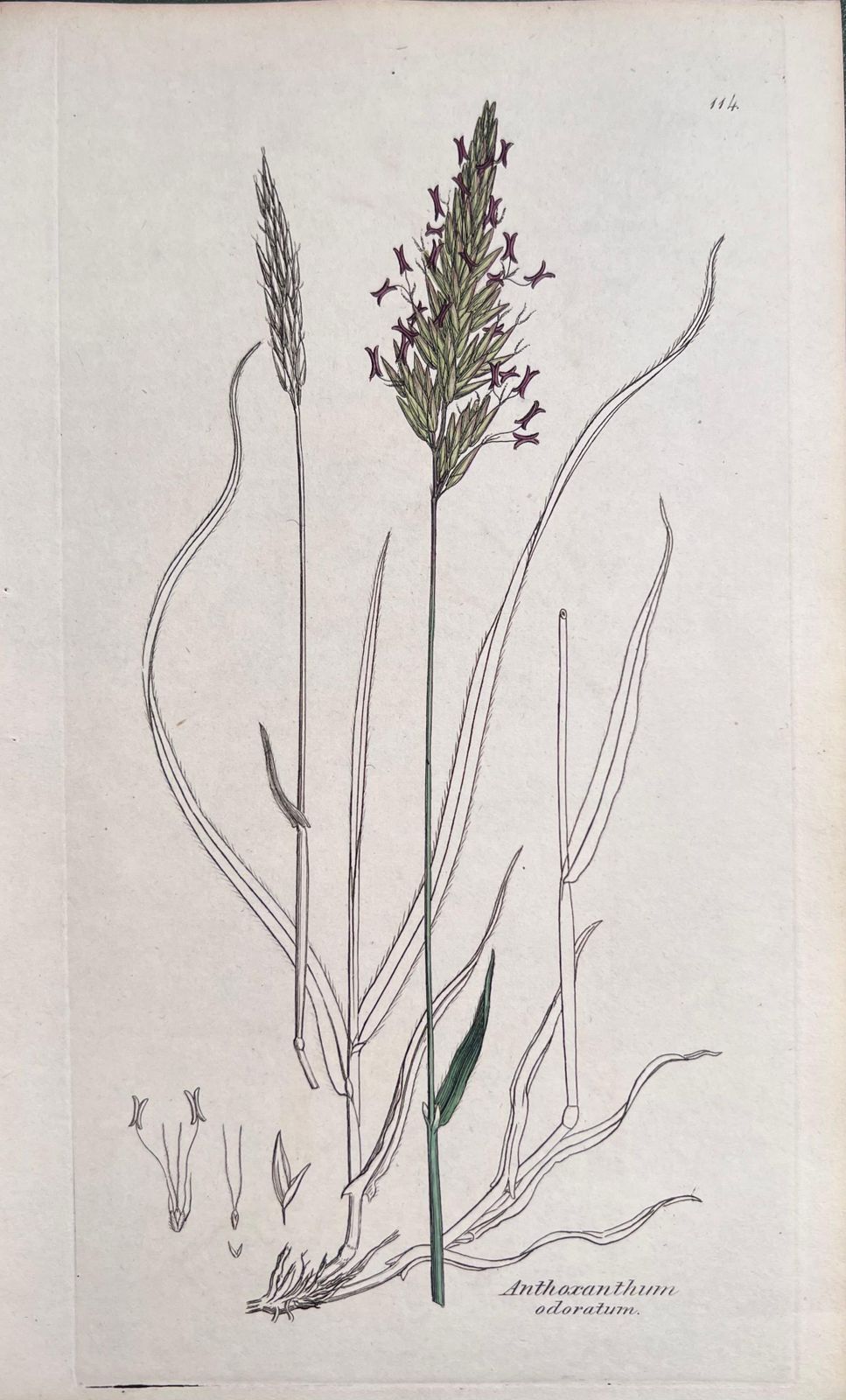 Unknownset Of Six Fine Antique British Hand Coloured Botanical Prints, Circa 1900'searly Mid 19th Century photo 408.0