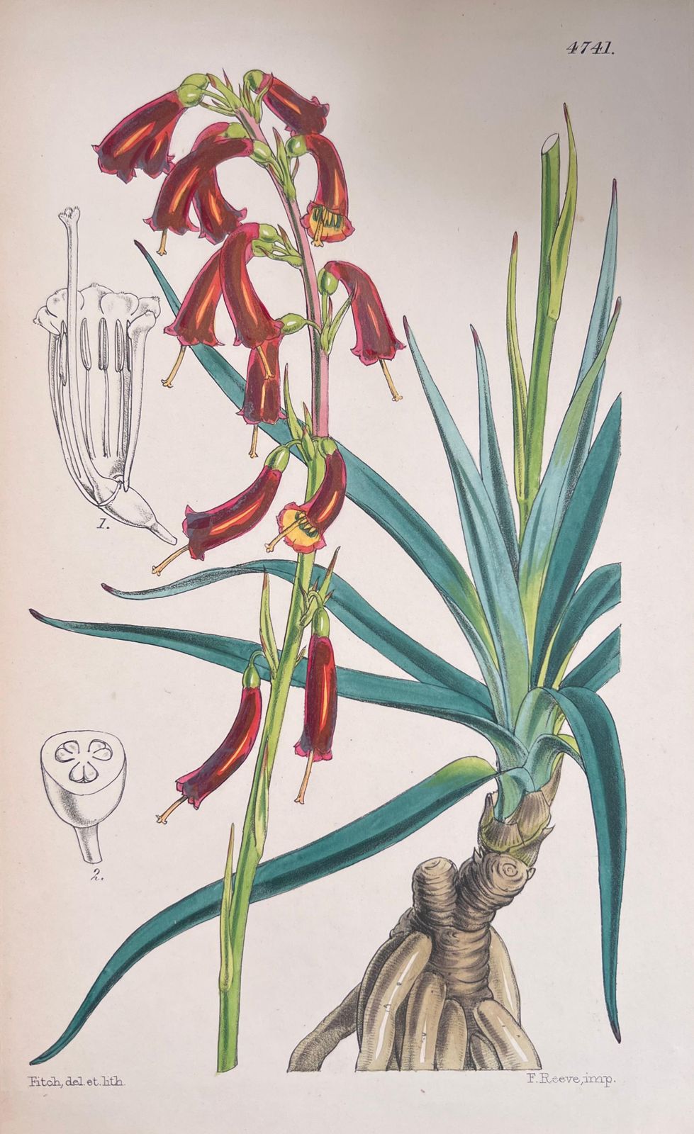 Unknownset Of Six Fine Antique British Hand Coloured Botanical Prints, Circa 1900'searly Mid 19th Century photo Art