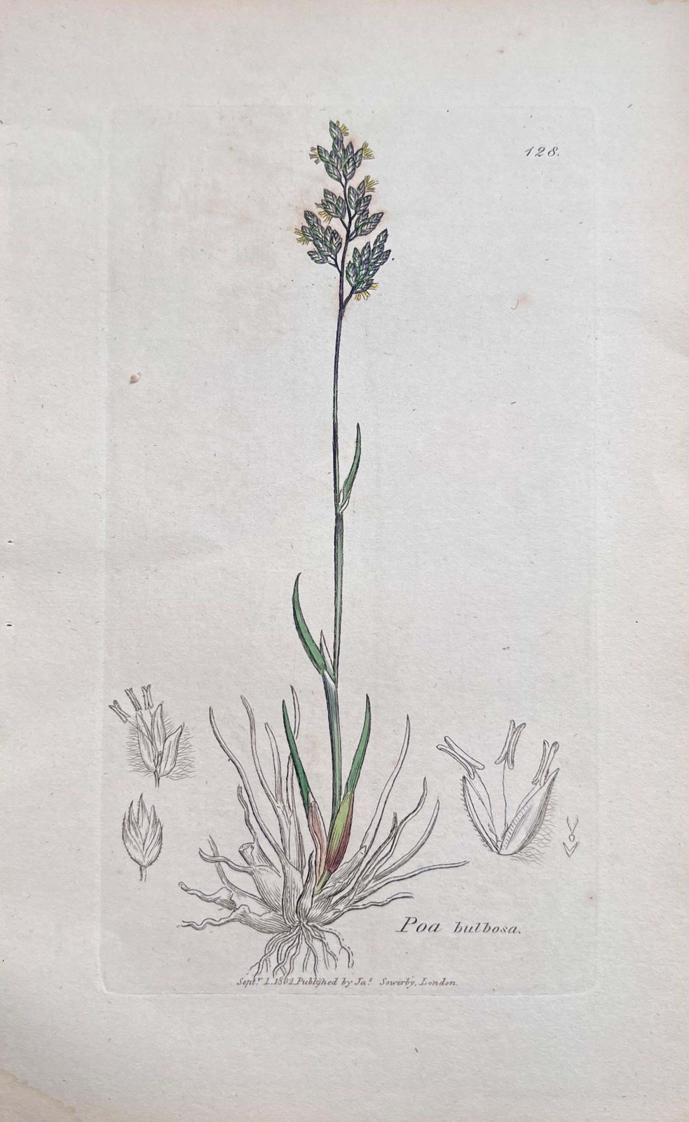 Unknownset Of Six Fine Antique British Hand Coloured Botanical Prints, Circa 1900'searly Mid 19th Century photo for sale