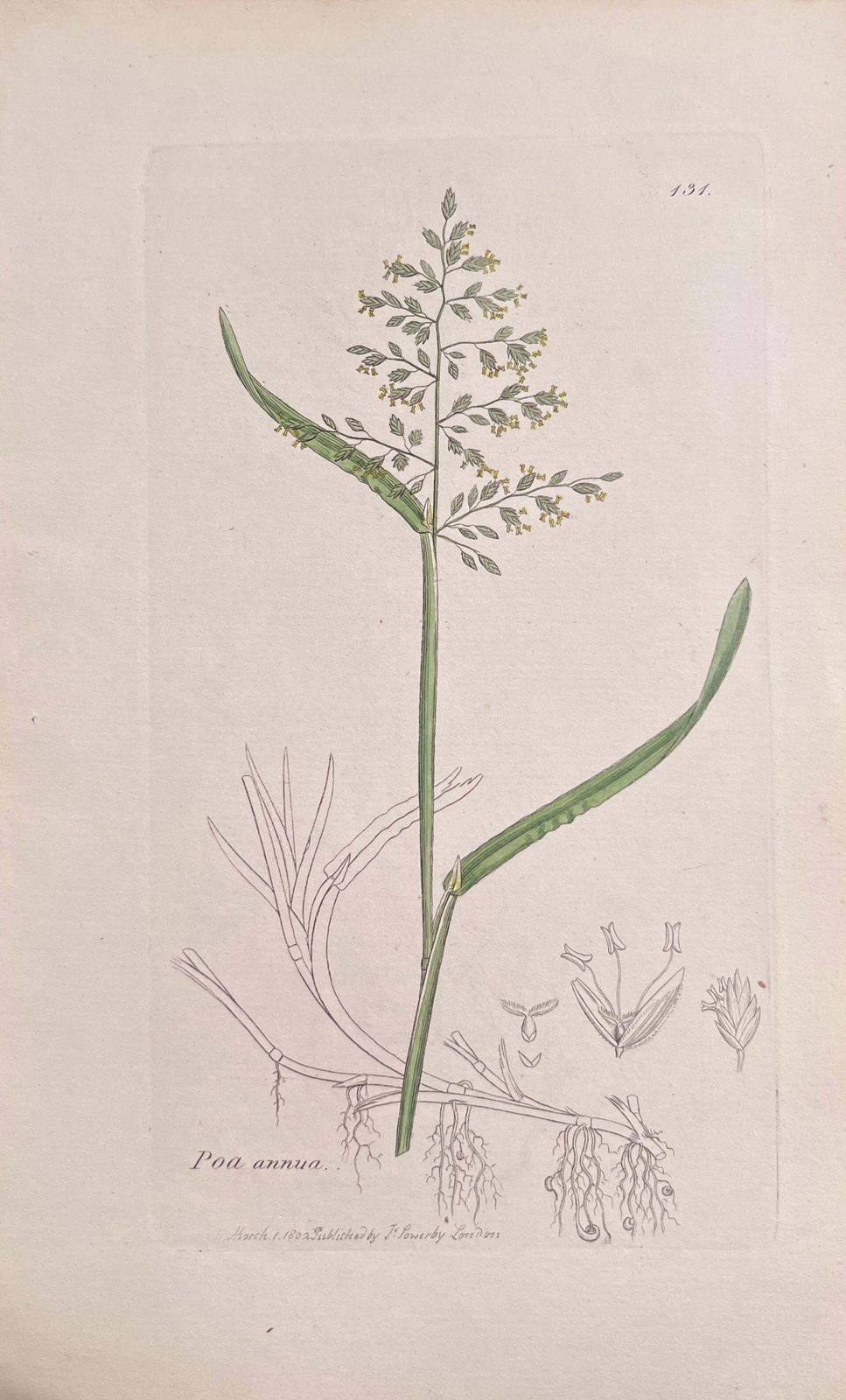 Unknownset Of Six Fine Antique British Hand Coloured Botanical Prints, Circa 1900'searly Mid 19th Century photo buy