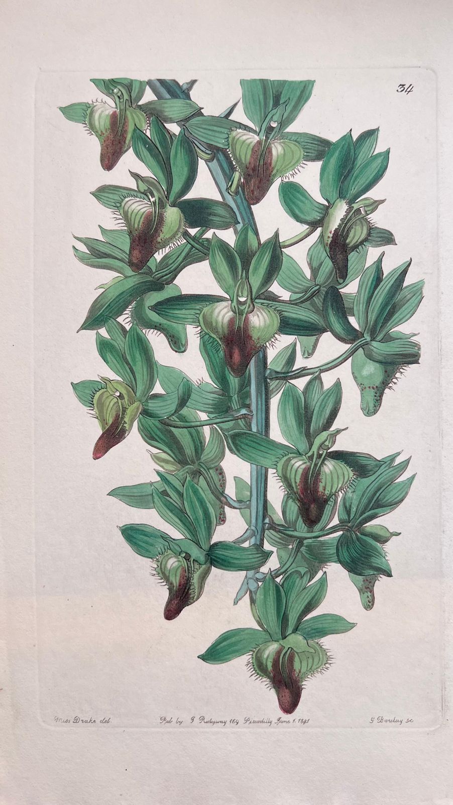 Unknownset Of Six Fine Antique British Hand Coloured Botanical Prints, Circa 1900'searly Mid 19th Century photo for sale