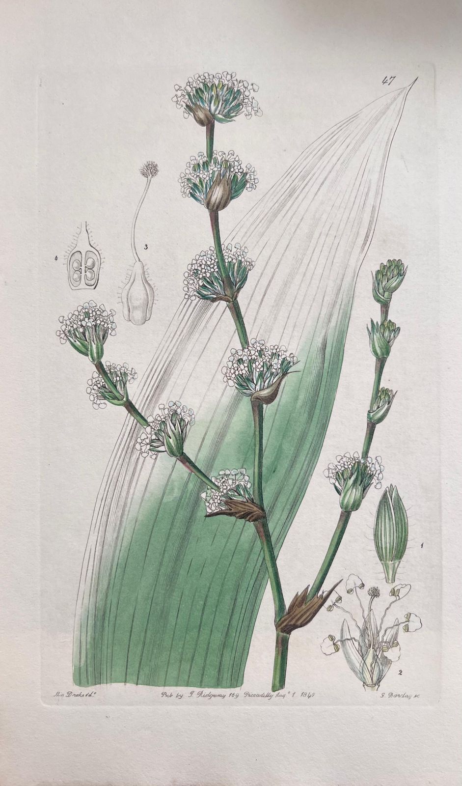 Unknownset Of Six Fine Antique British Hand Coloured Botanical Prints, Circa 1900'searly Mid 19th Century photo Art