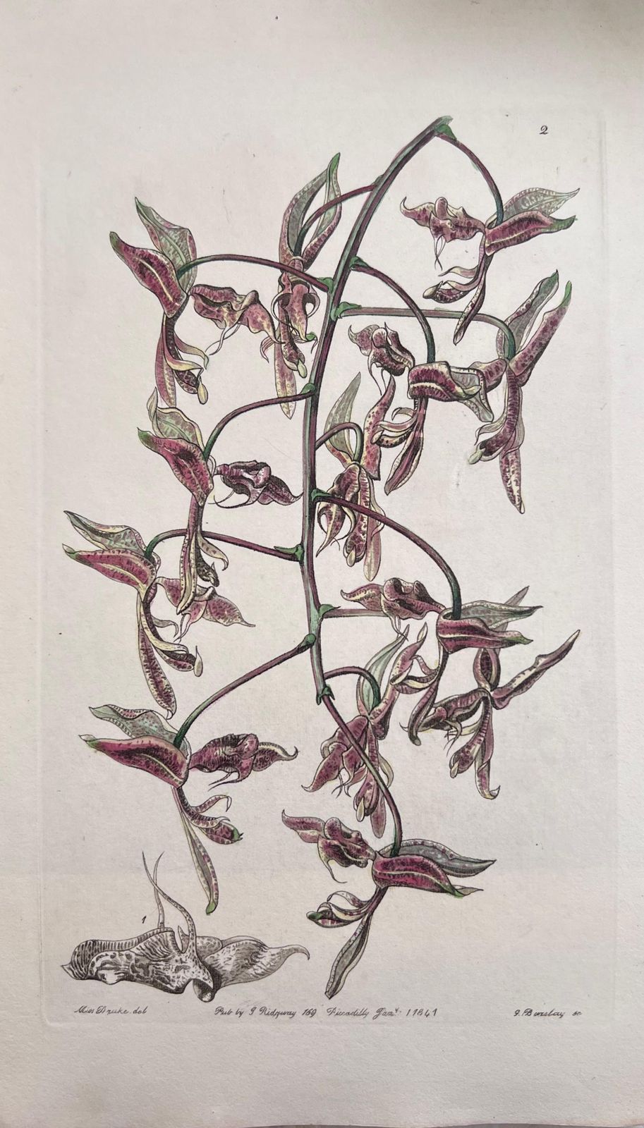 Unknownset Of Six Fine Antique British Hand Coloured Botanical Prints, Circa 1900'searly Mid 19th Century photo 407.0